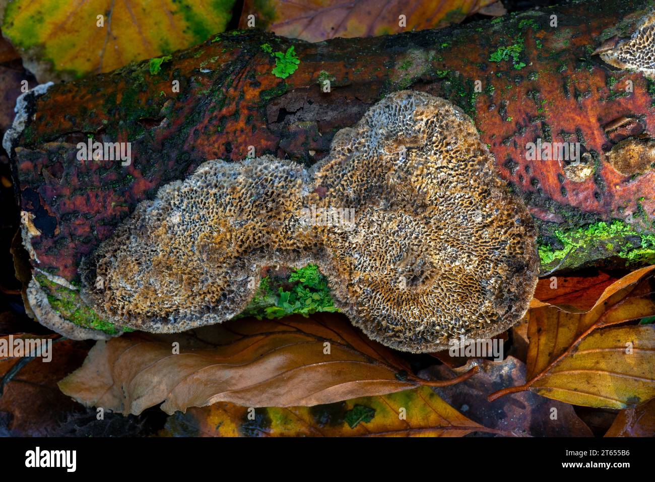 Mazegill commun (Datronia mollis / Antrodia mollis / Cerioporus mollis) champignons poroïdes de la croûte causant la pourriture blanche des feuillus dans la forêt d'automne Banque D'Images