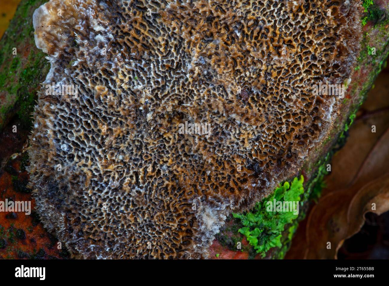 Mazegill commun (Datronia mollis / Antrodia mollis / Cerioporus mollis) champignons poroïdes de la croûte causant la pourriture blanche des feuillus dans la forêt d'automne Banque D'Images