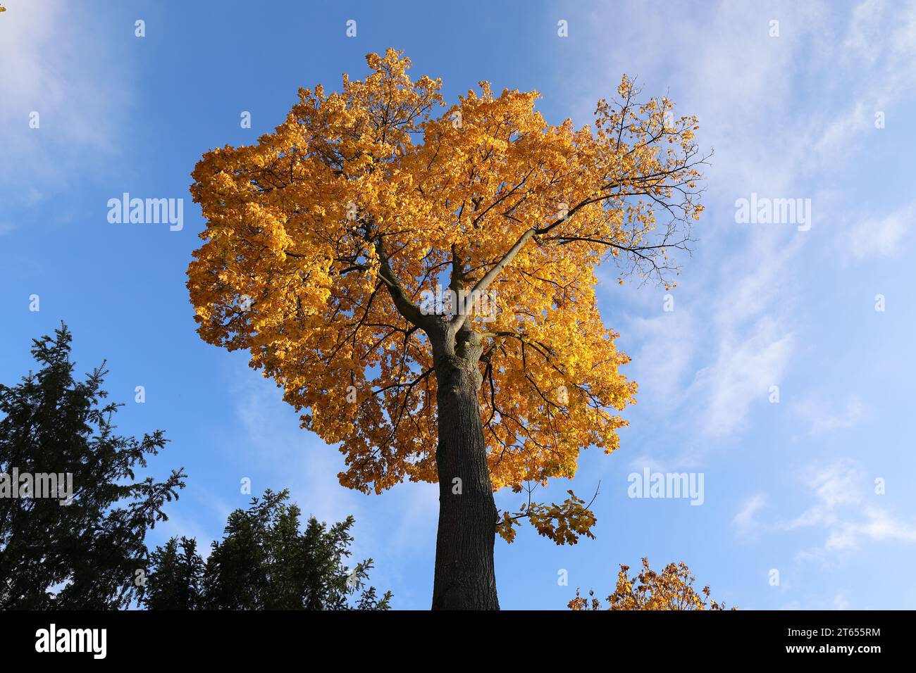 Vue d'en bas dans la couronne feuillue jaune-or d'un chêne contre un ciel bleu, copie espace Banque D'Images