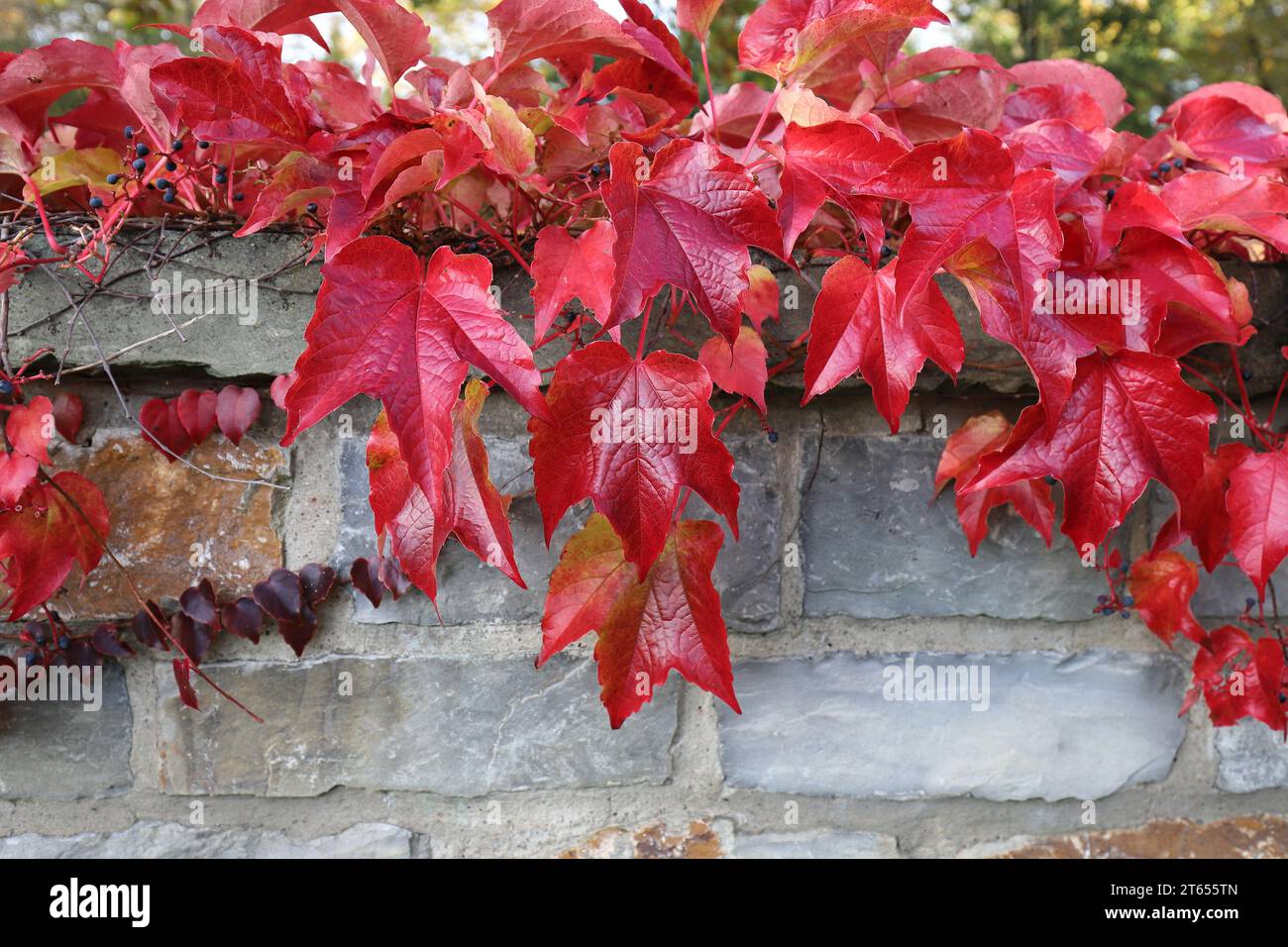 Photo des belles feuilles automnales d'un Parthenocissus tricuspidata devant un mur de pierre grise Banque D'Images
