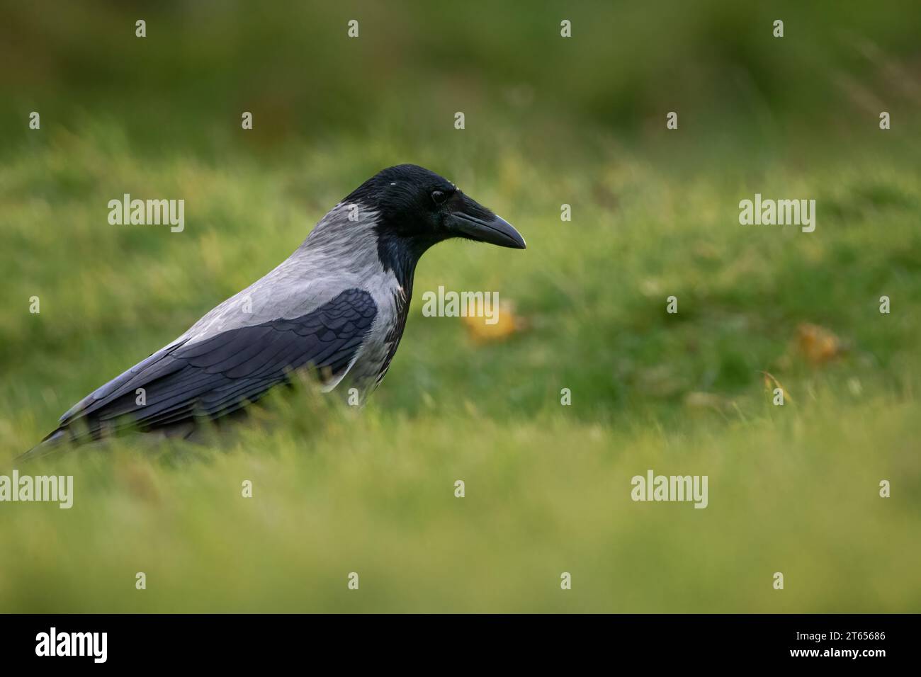 Corbeau à capuche (Corvus cornix), île de Mull, Écosse, Royaume-Uni. Banque D'Images