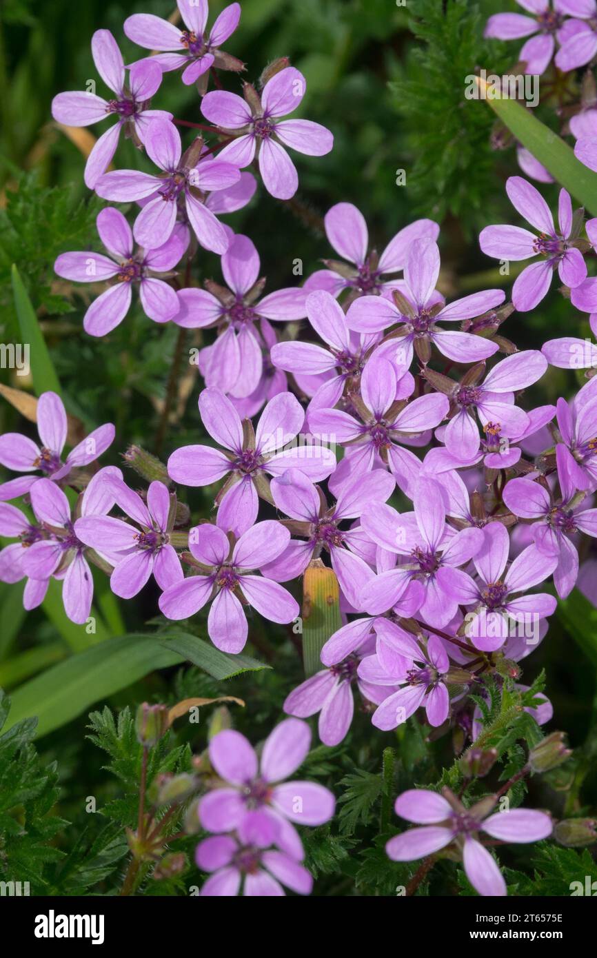 Red-Stemmed Filaree Erodium cicutarium petites mauvaises herbes dans la pelouse jardin Weed Purple Flowers Blooming Garden pelouse plante Purple Erodium Common Storksbill Nice Banque D'Images