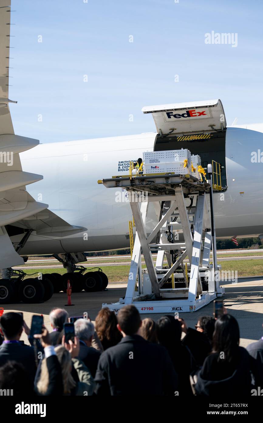 (231108) -- DULLES (États-Unis), 8 novembre 2023 (Xinhua) -- des caisses spéciales contenant des pandas géants doivent être chargées dans un avion à l'aéroport international de Dulles à Dulles, Virginie, États-Unis, le 8 novembre 2023. Les pandas géants Mei Xiang, Tian Tian et leur petit mâle Xiao Qi Ji ont quitté le zoo national Smithsonian à Washington, DC mercredi, terminant leur séjour aux États-Unis et embarquant pour un voyage de retour en Chine. Lors d'une brève cérémonie tenue au zoo, les gardiens ont escorté trois caisses spéciales contenant chacune un panda pour voyager sur Olmsted Walk devant des membres de la presse. Le Banque D'Images
