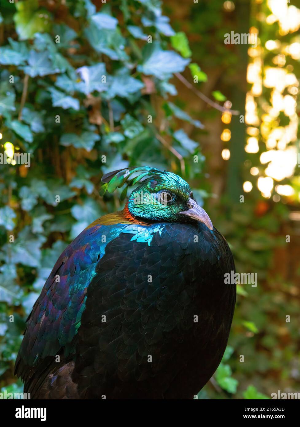 Oiseau sauvage. le monal de l'Himalaya (Lophophorus impejanus), également connu sous le nom de monal Impeyan. Banque D'Images