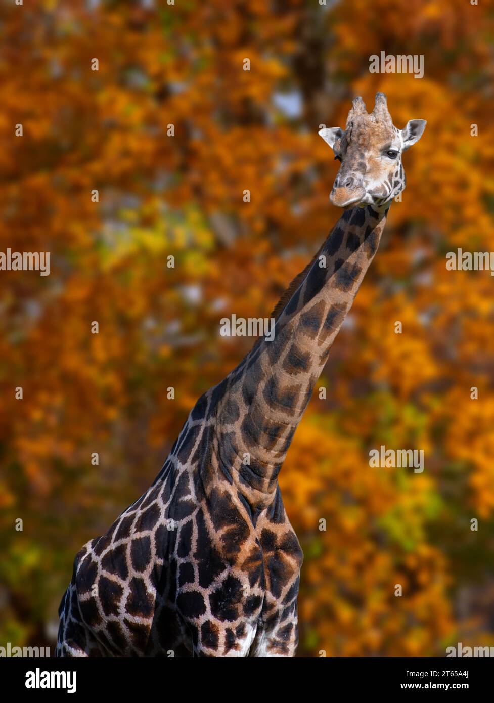 portrait d'une girafe sur le fond de la forêt en automne Banque D'Images