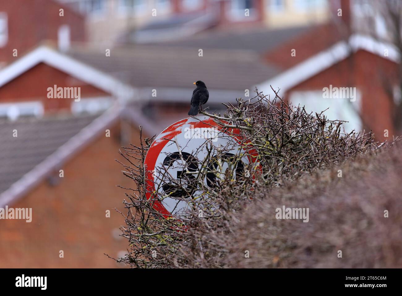 Un panneau de limite de vitesse envahi (30 km/h) avec Un oiseau noir perché dessus, dans Un cadre suburbain. Banque D'Images