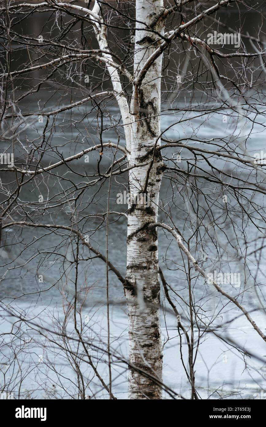 Fin d'automne sur le lac forestier. Branches de bouleau sur fond d'eau glacée.. Un paysage pittoresque terne. Banque D'Images
