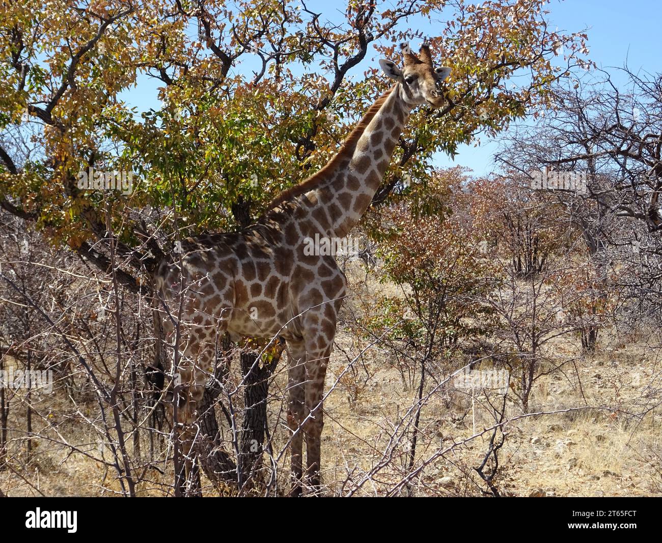 Une girafe mangeant des feuilles vertes dans le parc national d'Etosha, au nord de la Namibie, pendant la saison sèche, avec une lumière vive et un ciel bleu. Banque D'Images