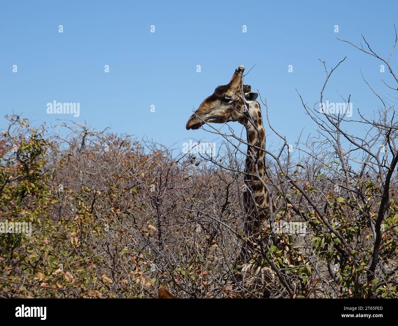 Une girafe mangeant des feuilles vertes dans le parc national d'Etosha, au nord de la Namibie, pendant la saison sèche, avec une lumière vive et un ciel bleu. Banque D'Images
