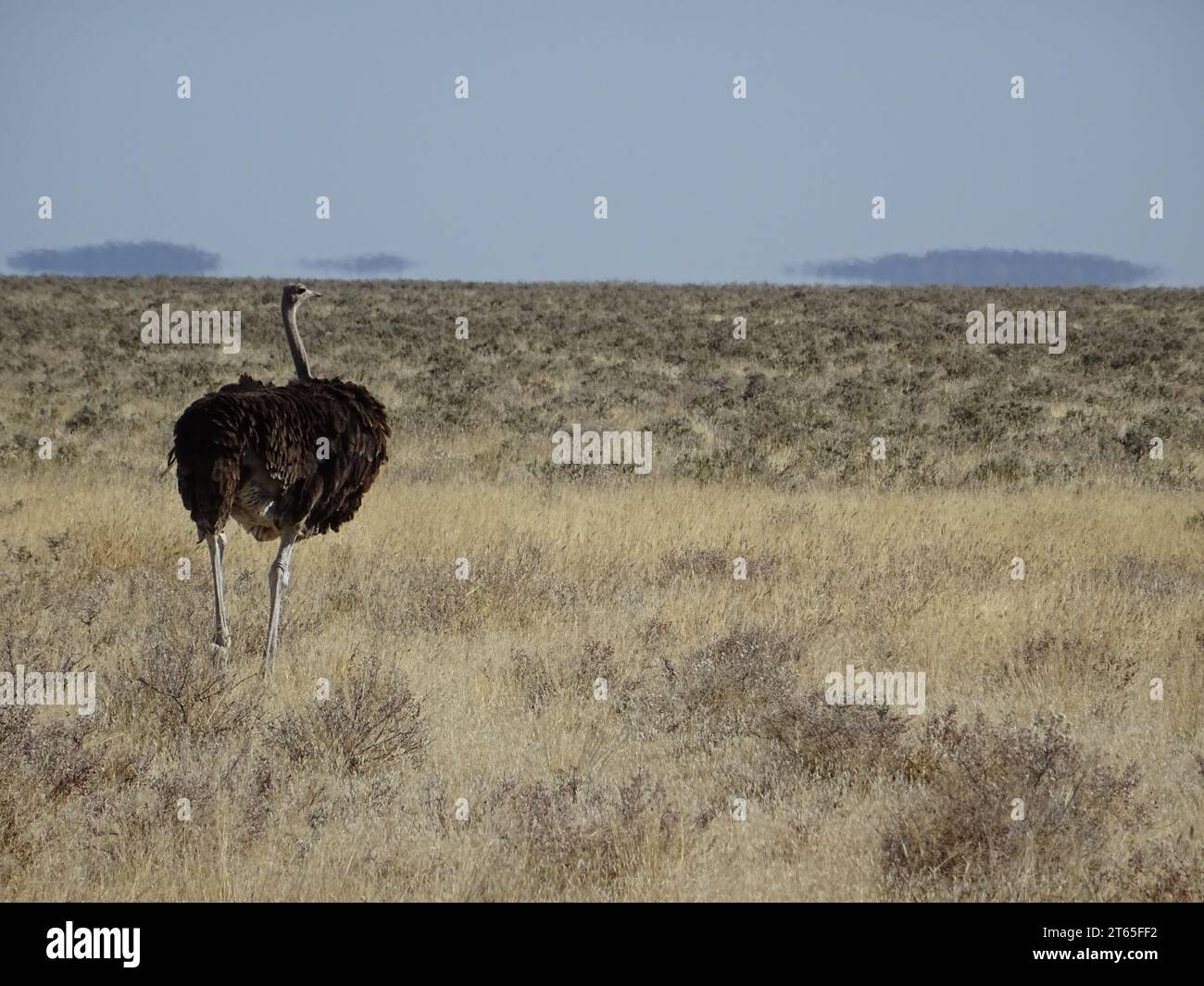 Autruche (Struthio camelus australis) contemplant la plaine d'Etosha, Namibie. Herbe jaune sèche, ciel brumeux. Banque D'Images