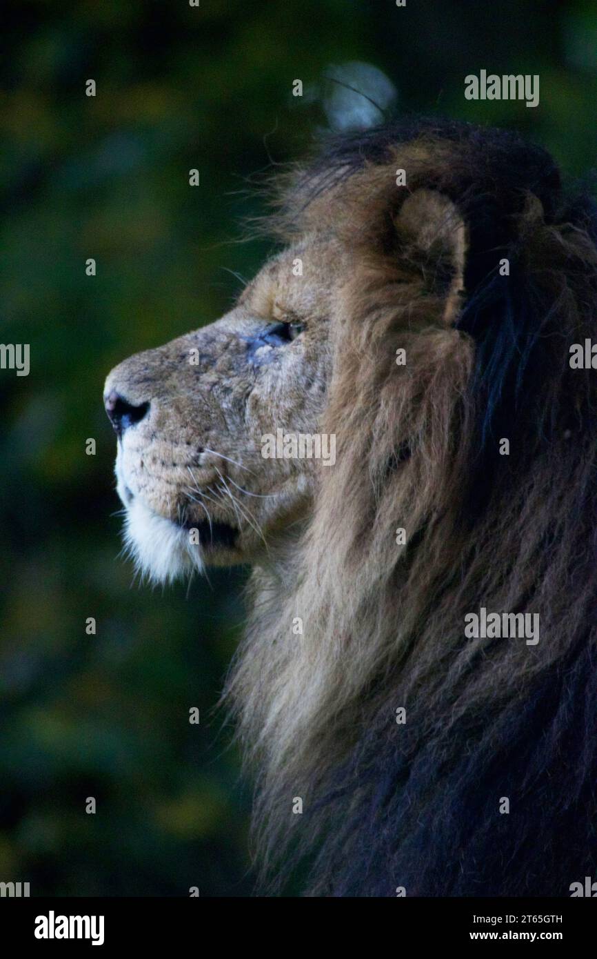 Lion africain regardant le parc Safari de Knowsley Banque D'Images