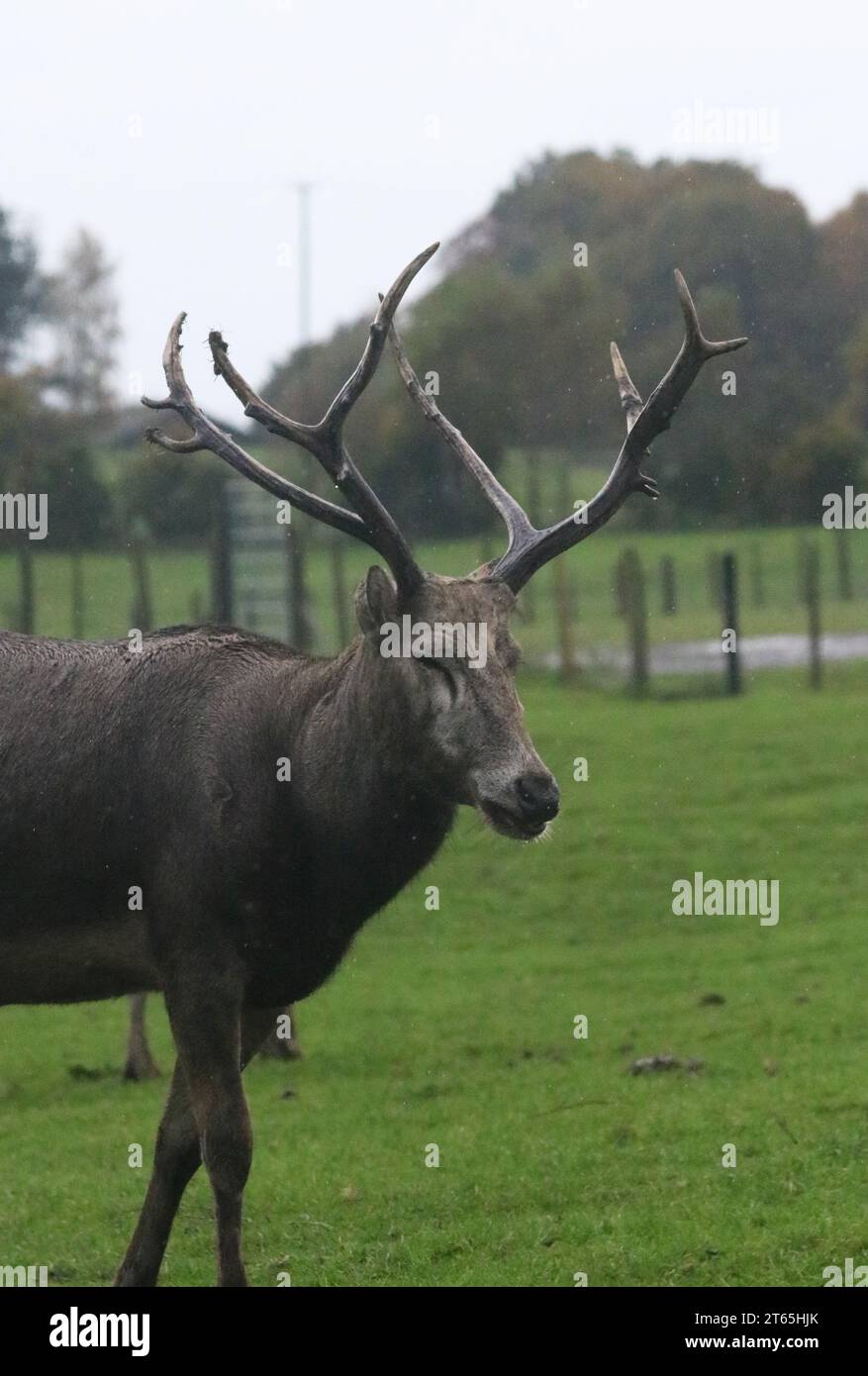 Wild Deer au Knowsley Safari Park Banque D'Images