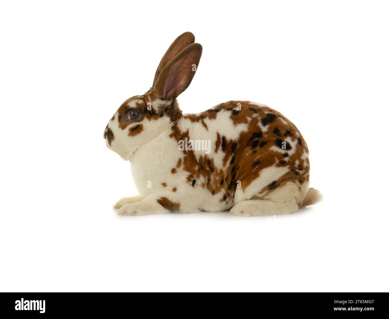 lapin tacheté isolé sur fond blanc Banque D'Images