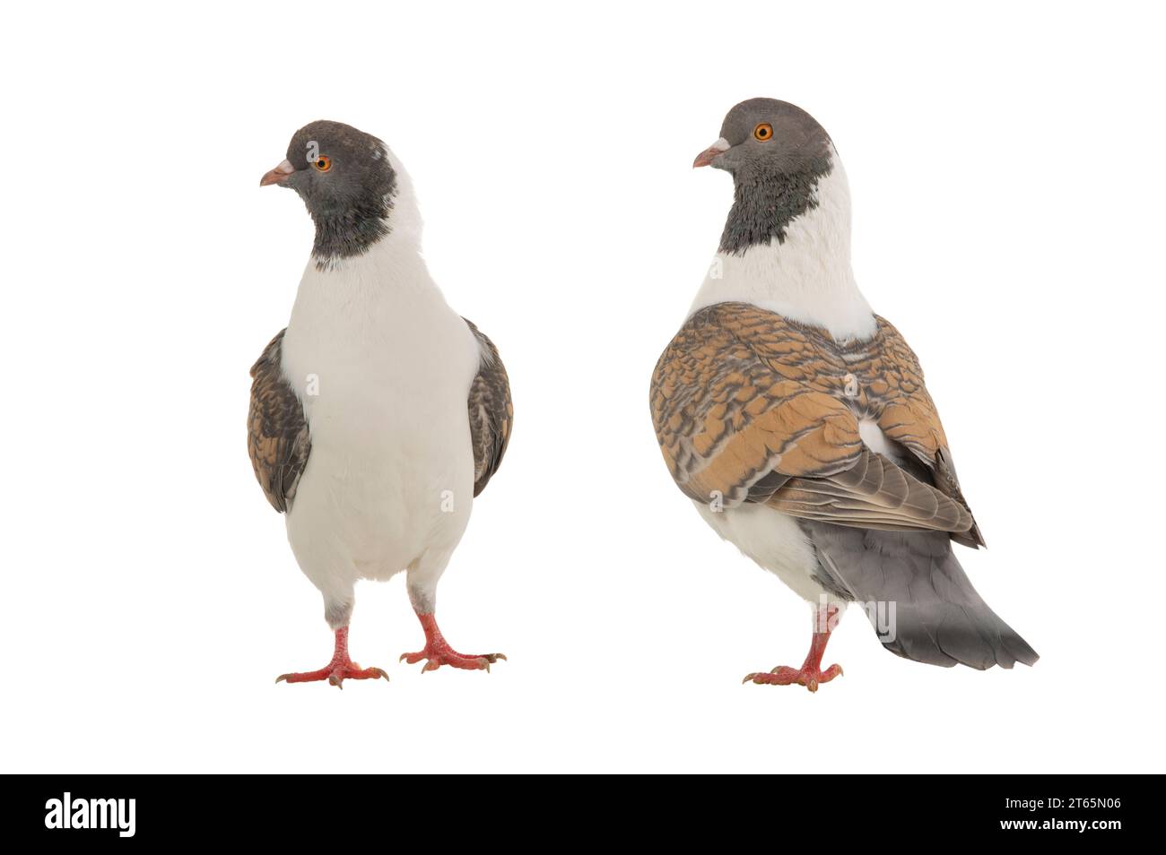 deux pigeons allemands de modène isolés sur fond blanc Banque D'Images deux pigeons allemands de modène isolés sur fond blanc Banque D'Images