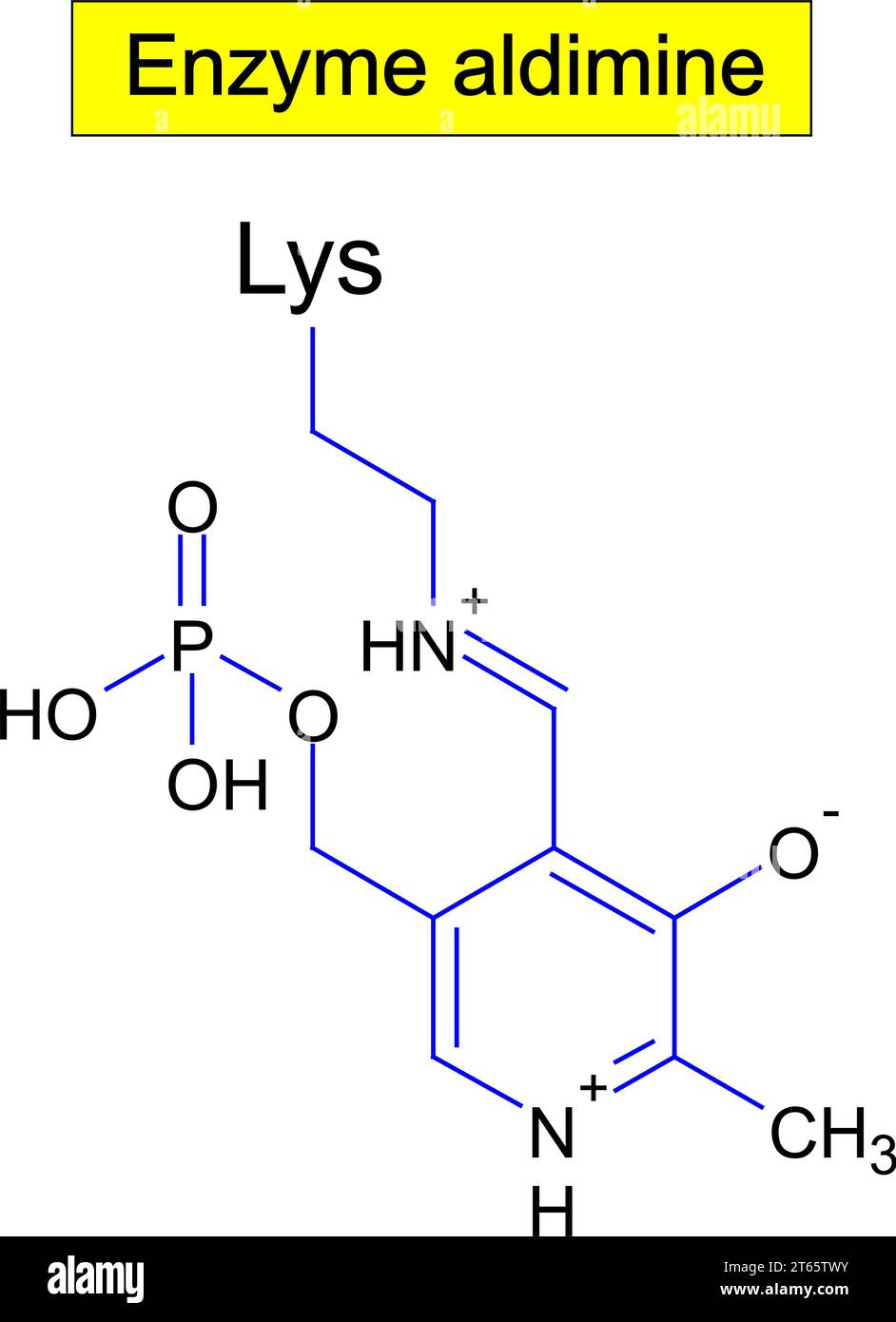 Enzyme aldimine, formule .Illustration vectorielle Illustration de Vecteur