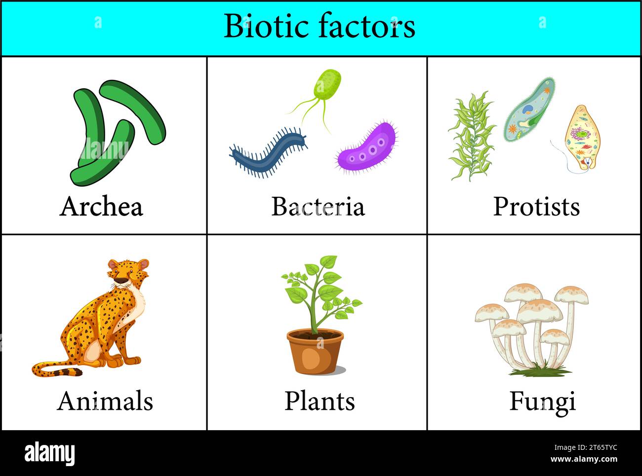 Facteurs biotiques dans l'environnement.Illustration vectorielle Illustration de Vecteur