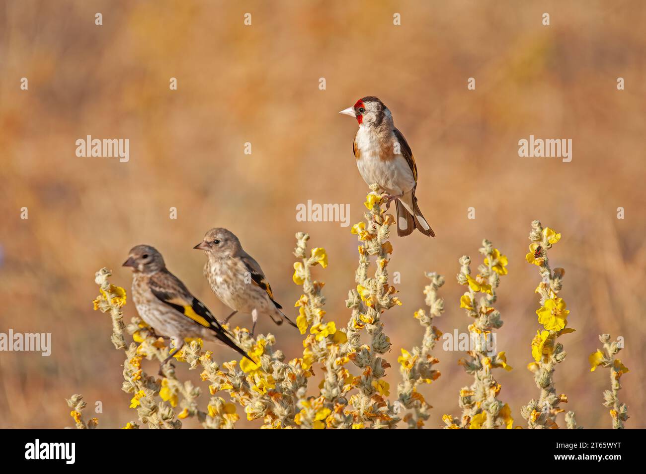 Finch européen dans un groupe sur une usine de Verbascum. Nom latin Carduelis carduelis, fond brun. Banque D'Images