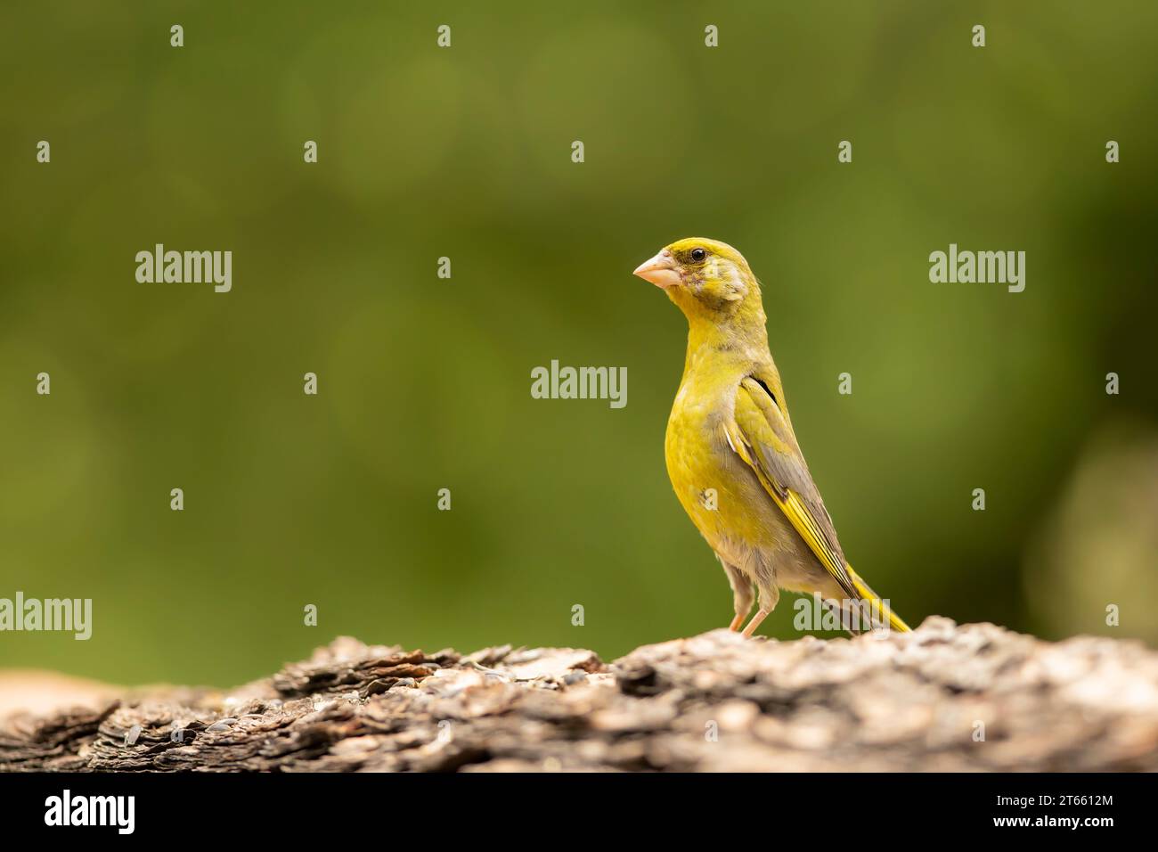 Oiseau - le finnois d'Europe (Chloris chloris) est un petit oiseau chanteur de la famille des Fringillidae et de l'ordre des Passériformes. Banque D'Images