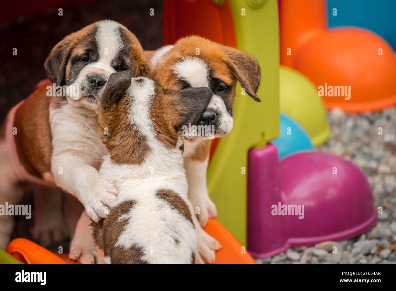 Chiens serrant ensemble. Trois chiots Saint Bernard blancs et bruns. Saint Bernard. Espagnol alpin en Suisse. Banque D'Images