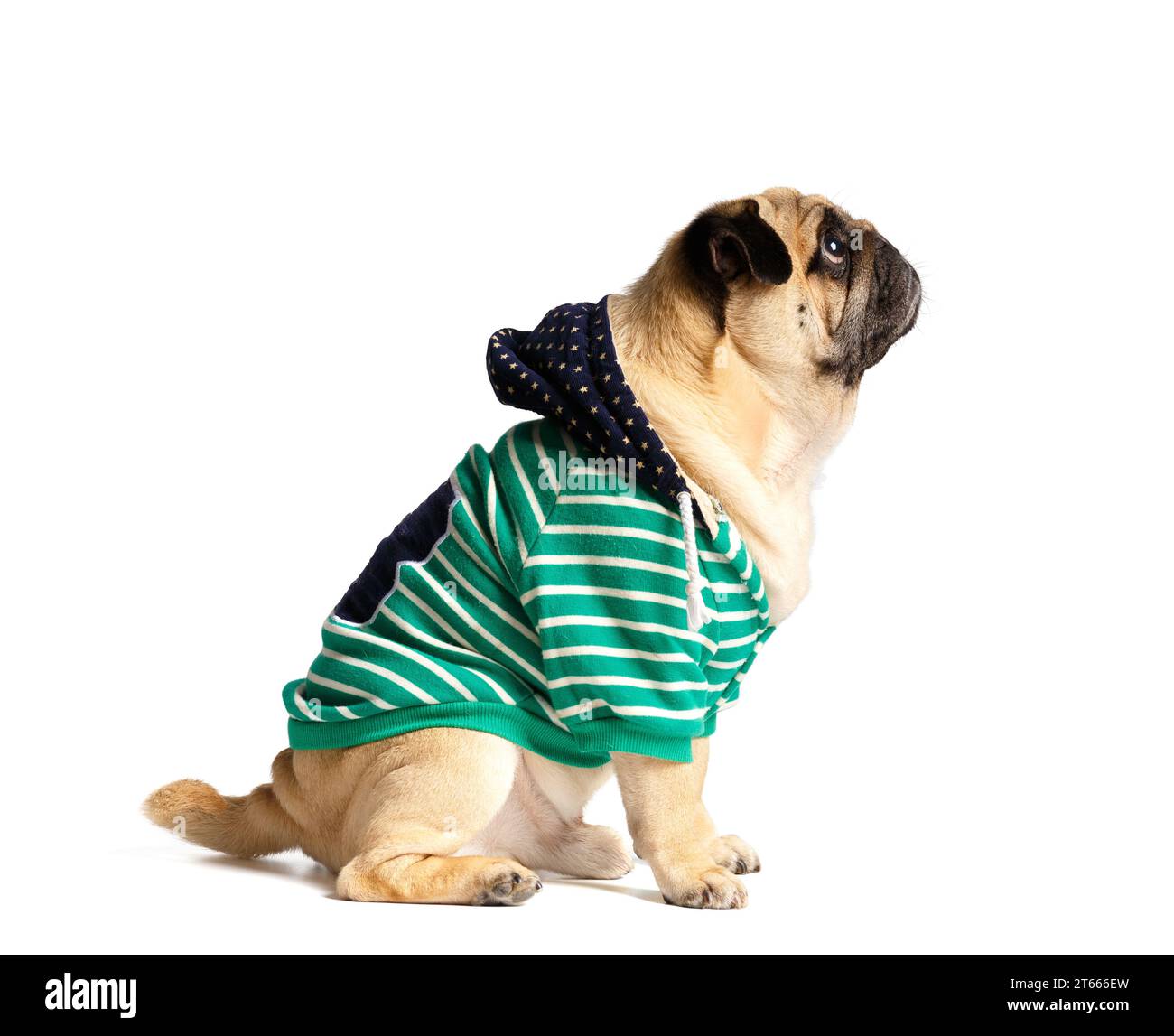 Pug drôle mignon de race pure dans des vêtements avec une capuche se trouve sur un fond blanc, photo de profil. Charmant chien élégant dans un sweat-shirt. Publicité Banque D'Images