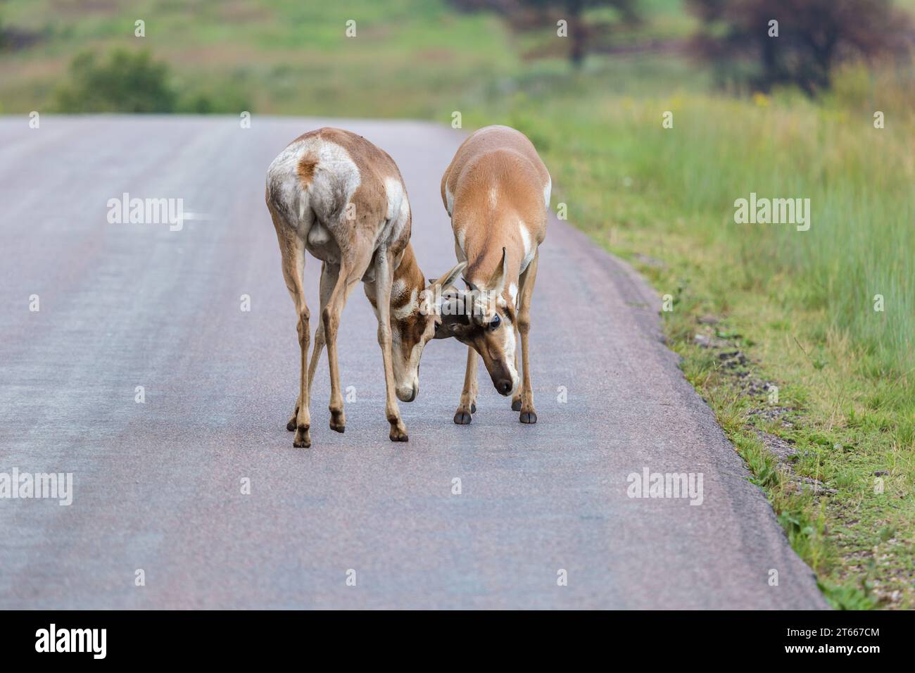 Deux pronghorn mâles (Antilocapra americana) verrouillent des cornes alors qu'ils sparrellent sur une route dans le parc d'État de Custer près de Custer, Dakota du Sud, États-Unis Banque D'Images