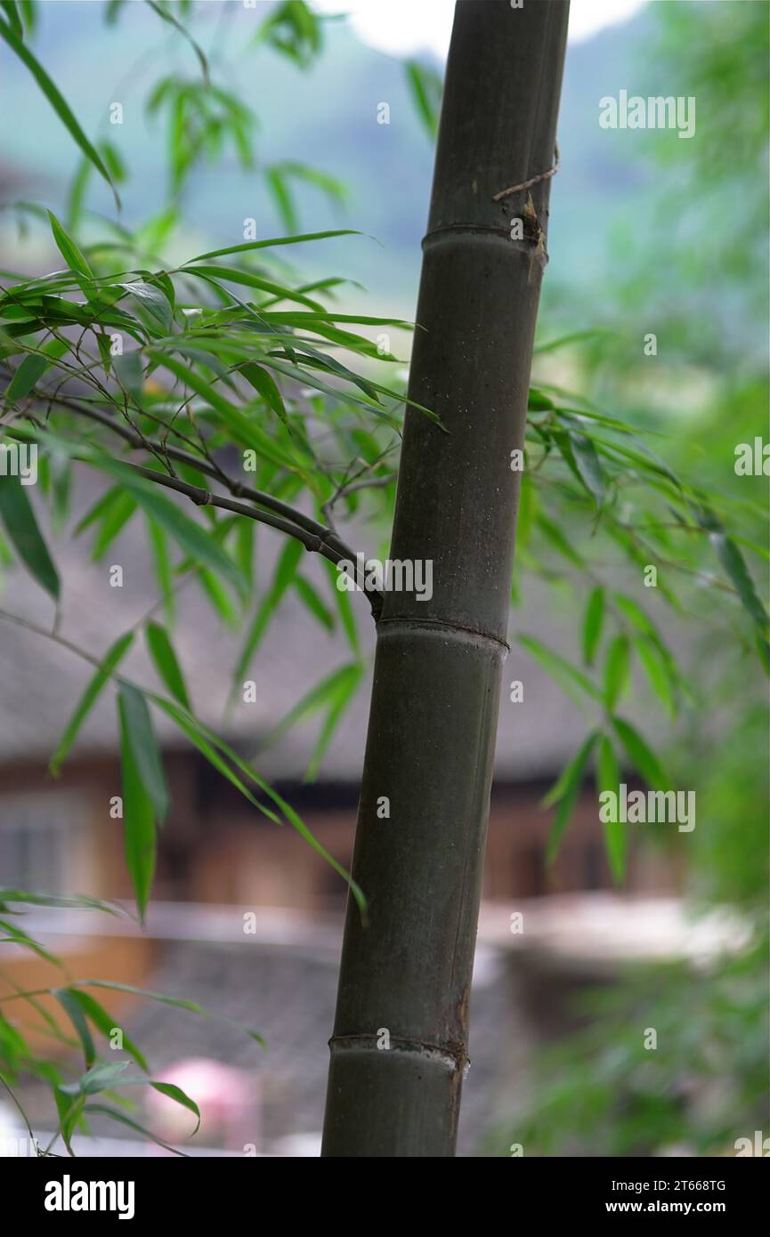龙胜镇 (龙胜县) 中國 Longsheng, Longji Ping'an Zhuang, Chine ; Bambusa ; Bambustiel; tallo de bambú ; łodyga bambusa bambous Banque D'Images