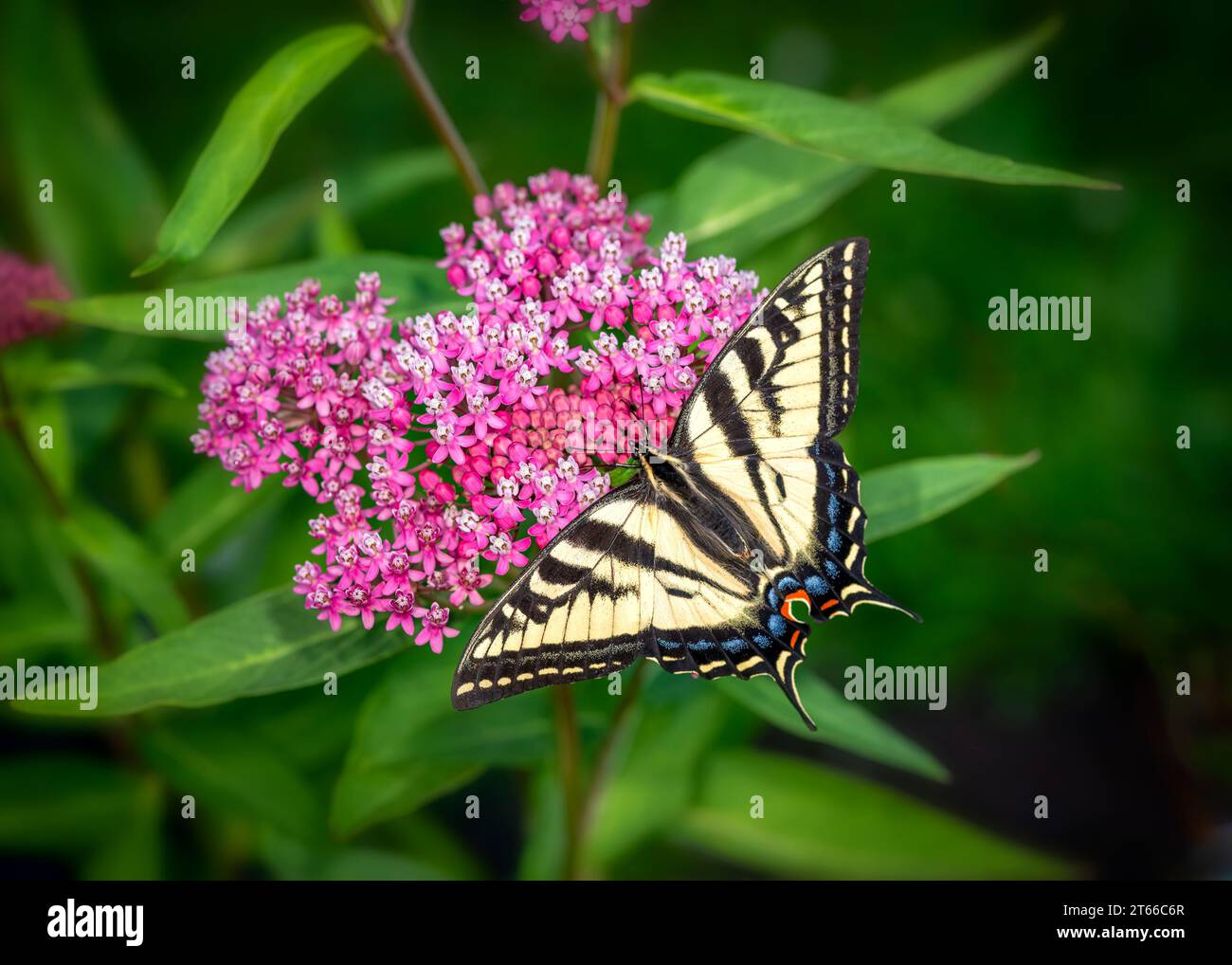 Macro d'un papillon à queue d'aronde tigrée de l'Ouest (Papilio rutulus) se nourrissant de fleurs d'asclépias incarnata (asclepias incarnata). Vue de dessus avec déploiement des ailes Banque D'Images Macro d'un papillon à queue d'aronde tigrée de l'Ouest (Papilio rutulus) se nourrissant de fleurs d'asclépias incarnata (asclepias incarnata). Vue de dessus avec déploiement des ailes Banque D'Images