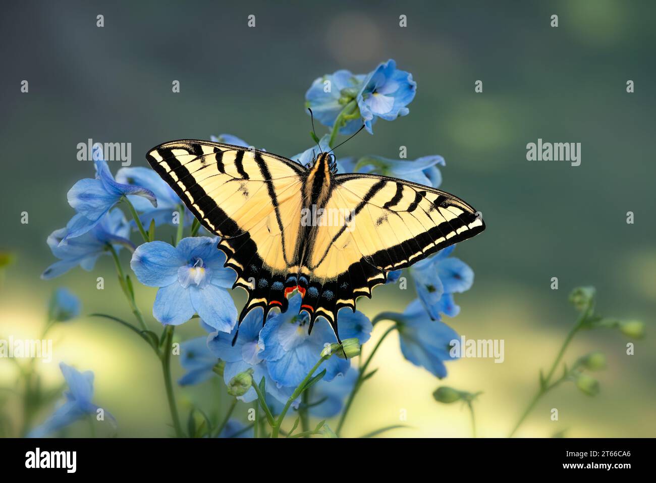 Macro d'une queue d'aronde à deux queues (Papilio multicaudata) se nourrissant de fleurs de delphinium bleu - vue de dessus avec ailes déployées Banque D'Images