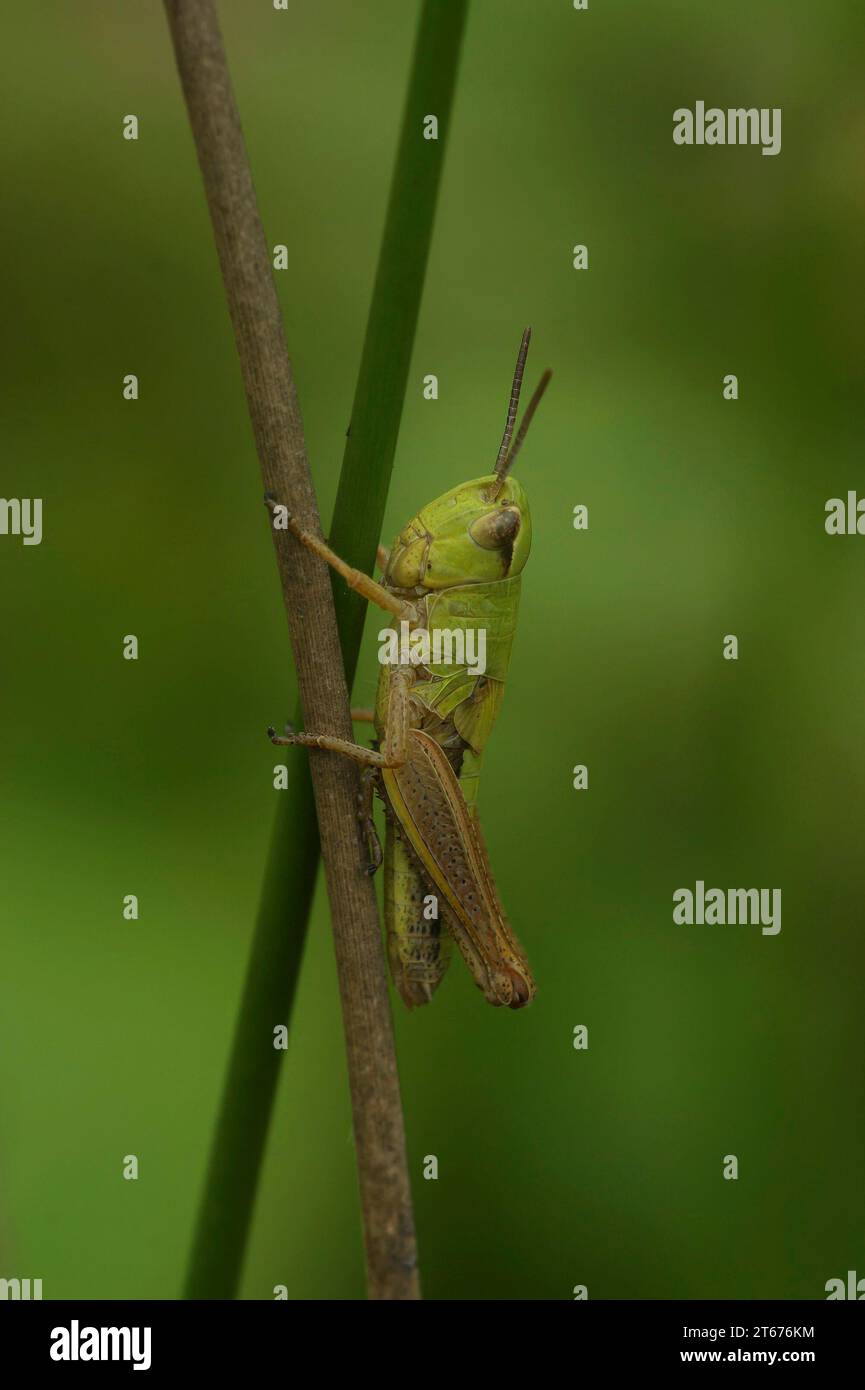 Gros plan naturel sur la sauterelle commune européenne, Pseudochorthippus parallelus dans l'herbe Banque D'Images