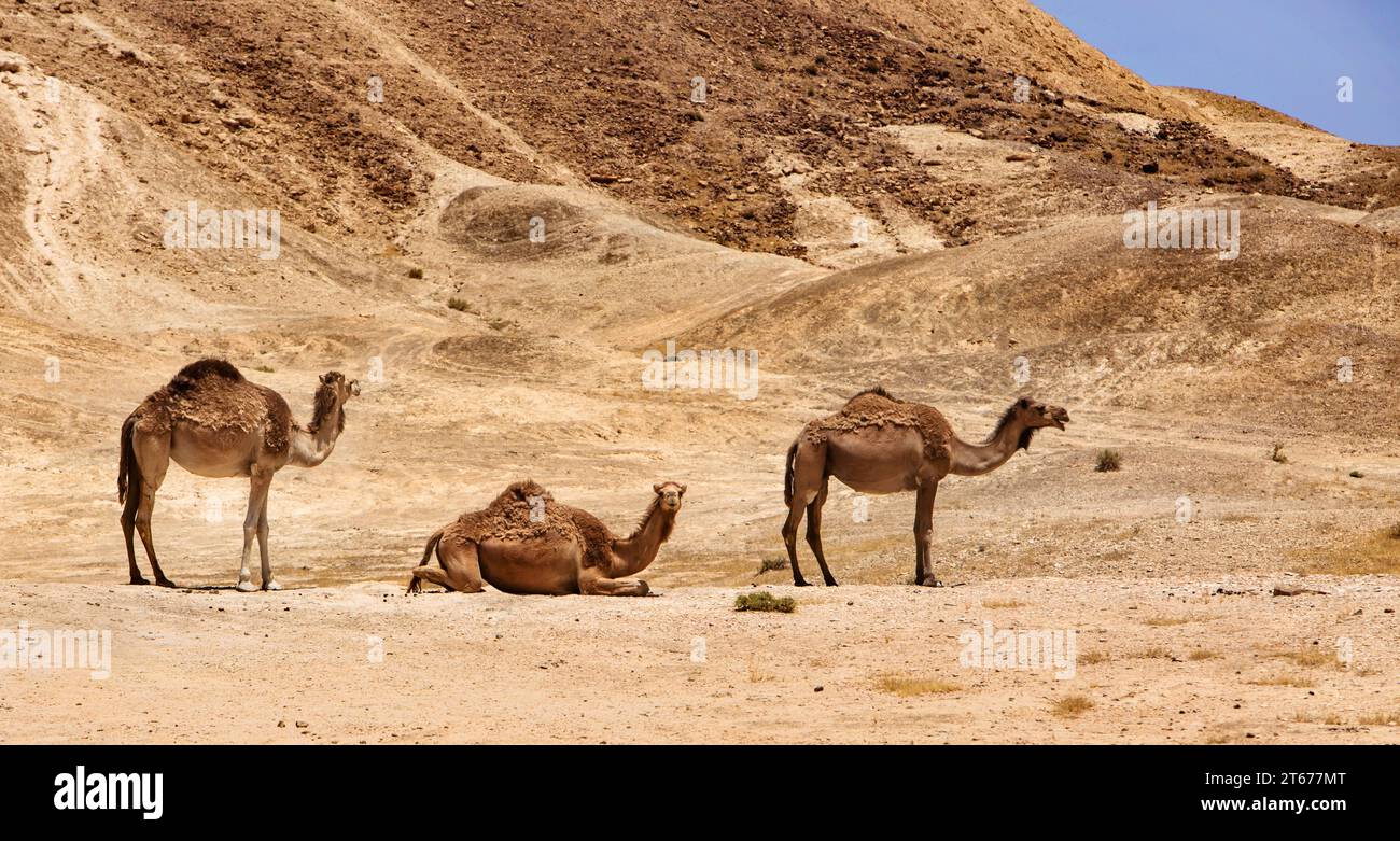 Israël, désert du Néguev, Un troupeau de chameaux arabes Banque D'Images