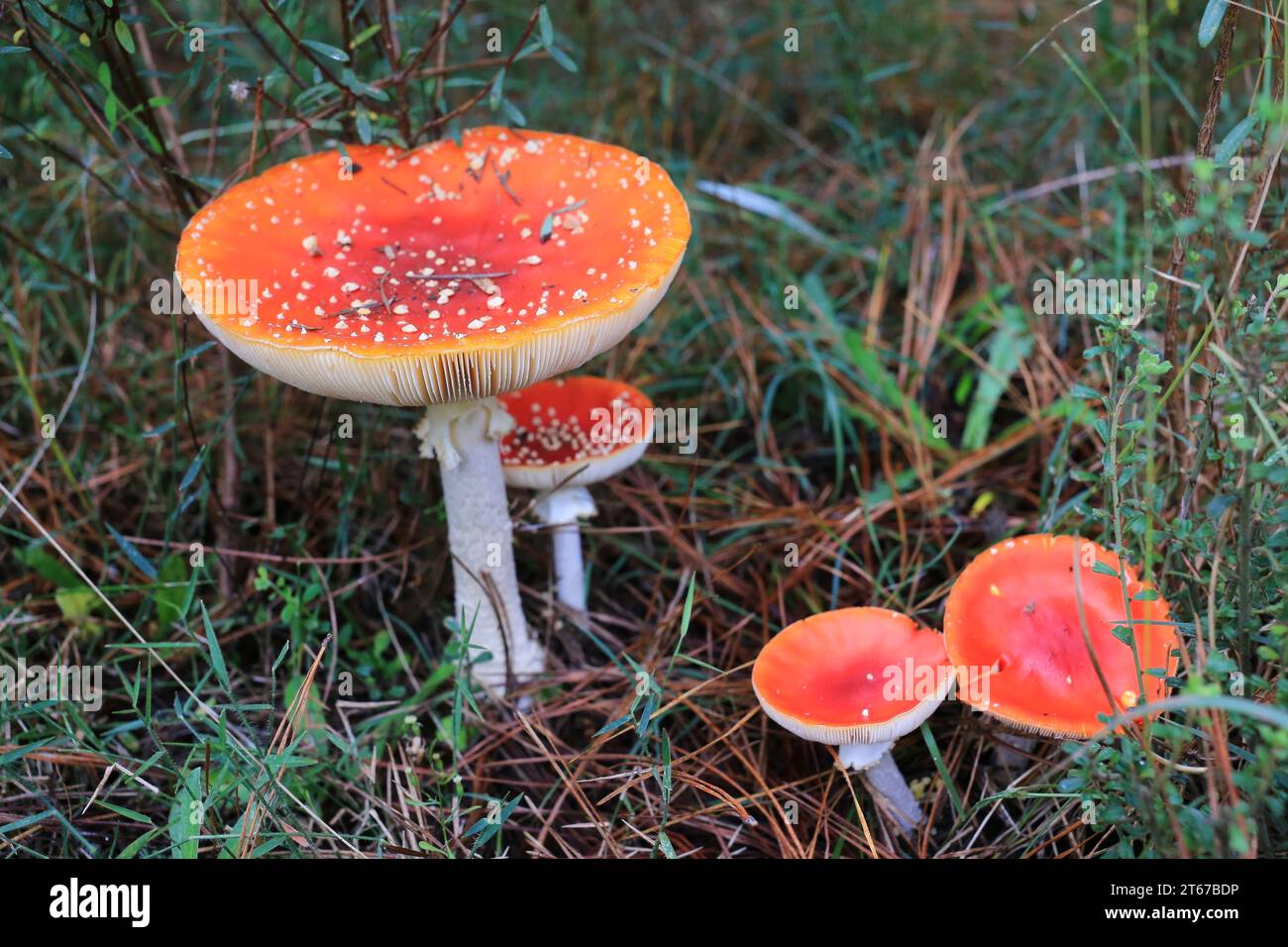 Hallucinogènes et toxiques Red-Capped Fly Agaric Toadstools.' Un symbole de drogue, sorcellerie, poison et Halloween. Banque D'Images