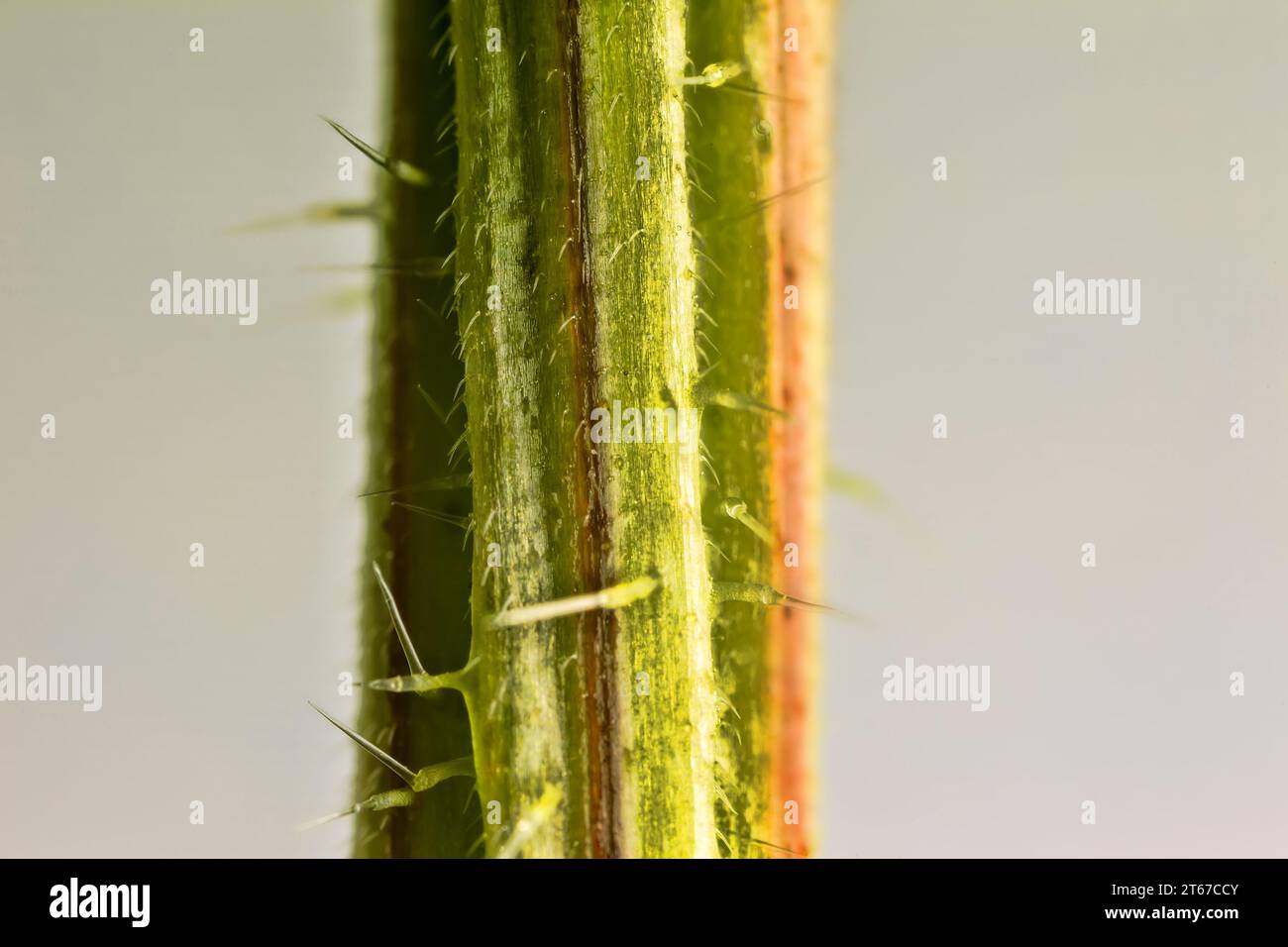 Cheveux urticants (stimulus, cnida) d'ortie. Trichomes glandulaires visibles avec acétylcholine brûlante. Nidle se brise, le fluide de la cellule e en forme de cornue Banque D'Images