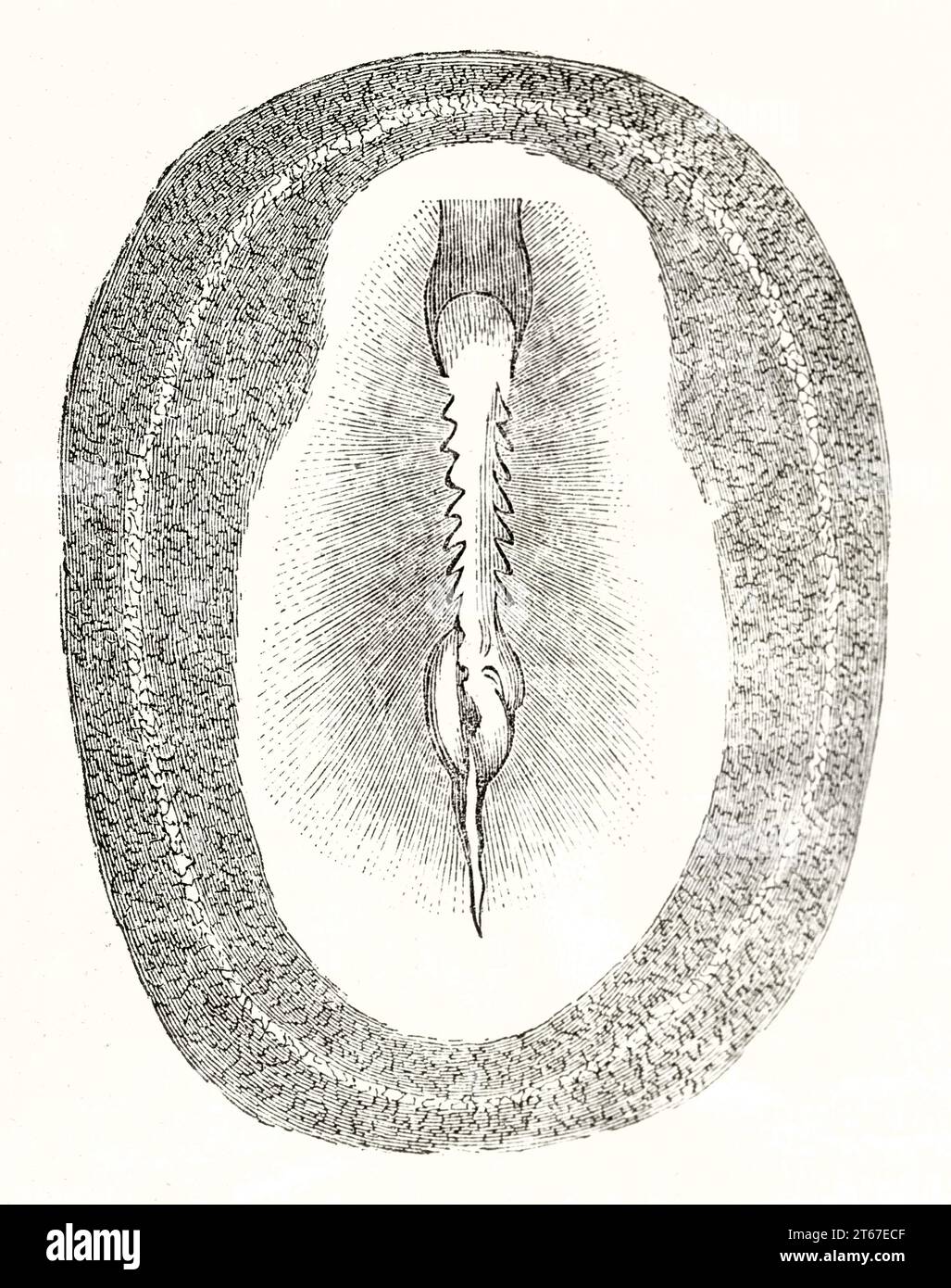 Ancienne illustration d'un embrio de poulet (35e heure, face dorsale). Par auteur non identifié, publ. Sur magasin pittoresque, Paris, 1851 Banque D'Images