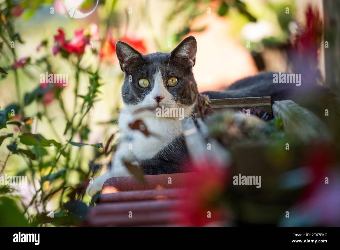 Chat gris dans le fond de la nature regarde à la caméra Banque D'Images