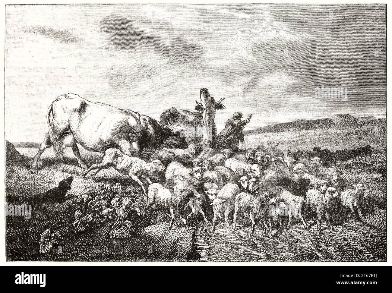 Vieille illustration de moutons, vaches et berger. Par Daubigny, publ. Sur magasin pittoresque, Paris, 1851 Banque D'Images