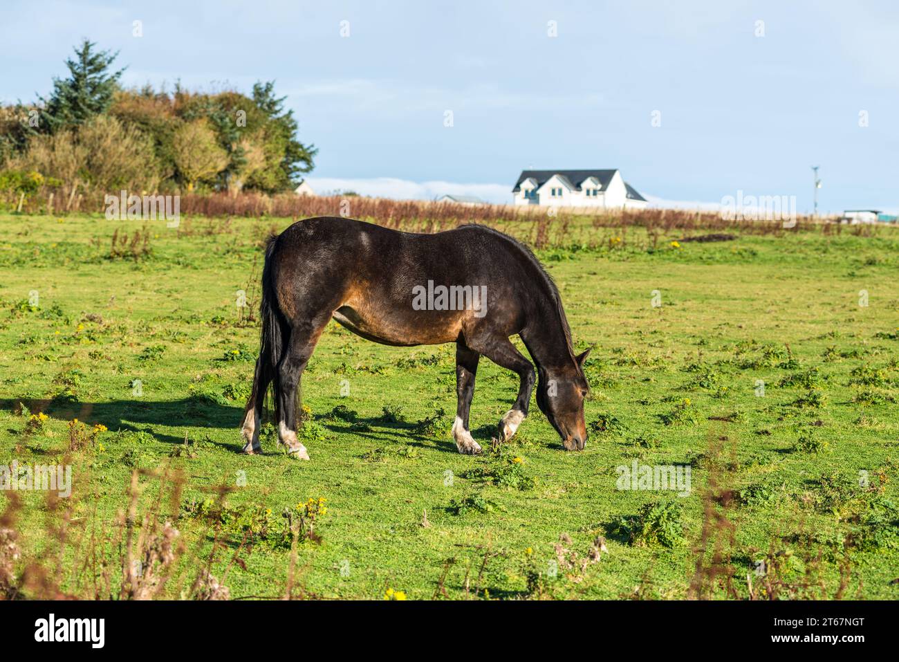 Superbe cheval paissant sur un champ vert dans le village de Dunnet, Écosse, Royaume-Uni, avec des maisons rurales sur le fond sous un ciel bleu Banque D'Images