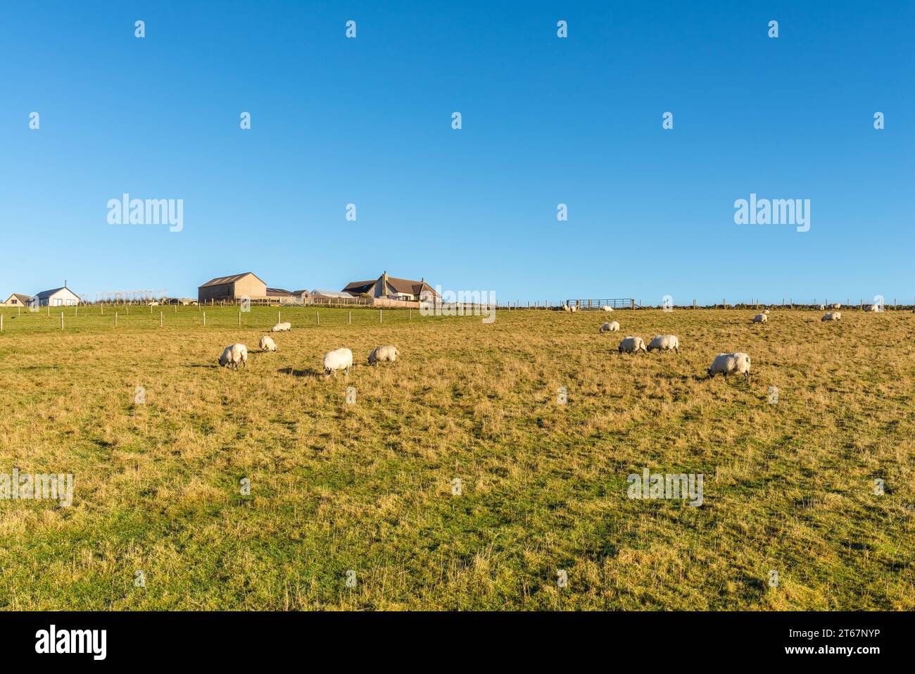 Moutons paissant dans un champ côtier écossais jaune-vert, par une journée ensoleillée d'automne, campagne de Caithness Coast, Écosse Banque D'Images