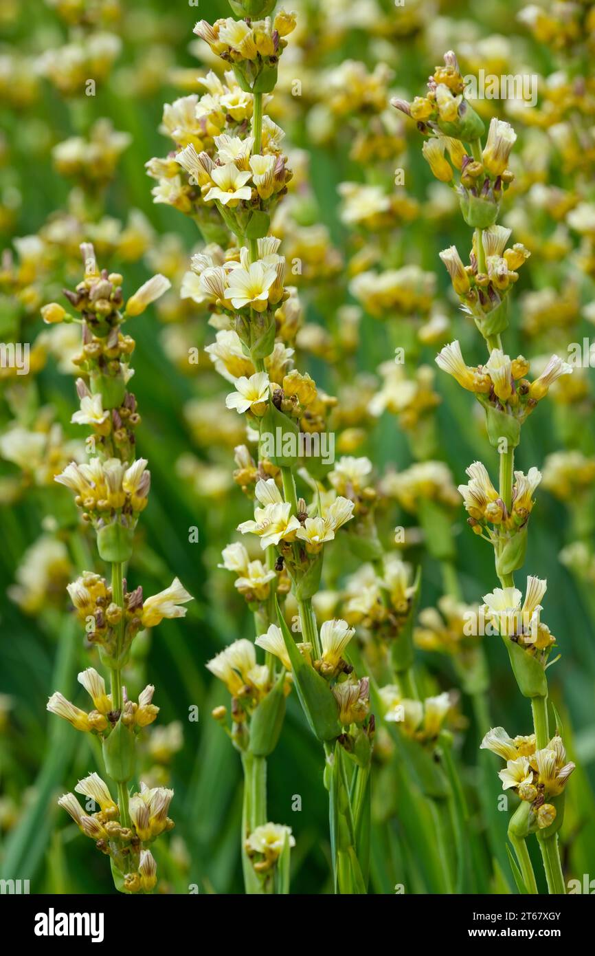 Sisyrinchium striatum, herbe aux yeux jaune pâle, fleur satinée, grappes de fleurs jaune pâle en juillet Banque D'Images