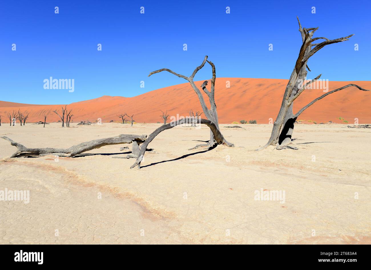 Désert du Namib. Dunes et Deadvlei ou Dead Vlei (casserole d'argile blanche) avec épine de chameau morte (Vachellia erioloba). Namibie. Banque D'Images