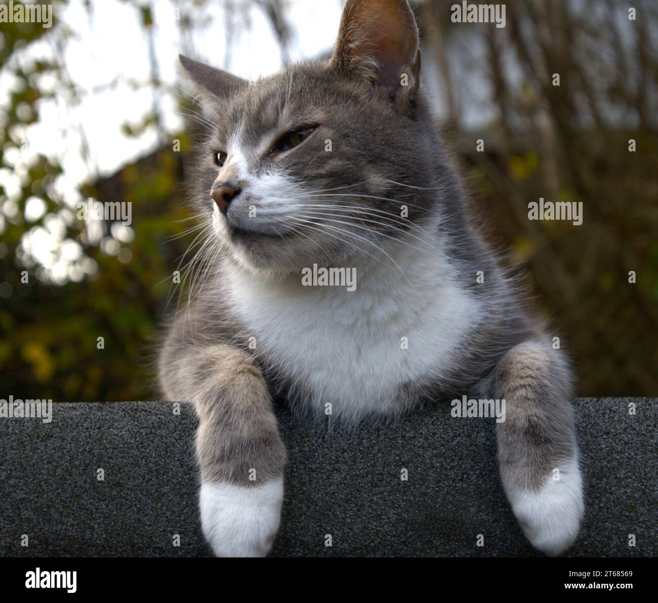 Chat domestique gris et blanc sur le toit de cabanon Banque D'Images