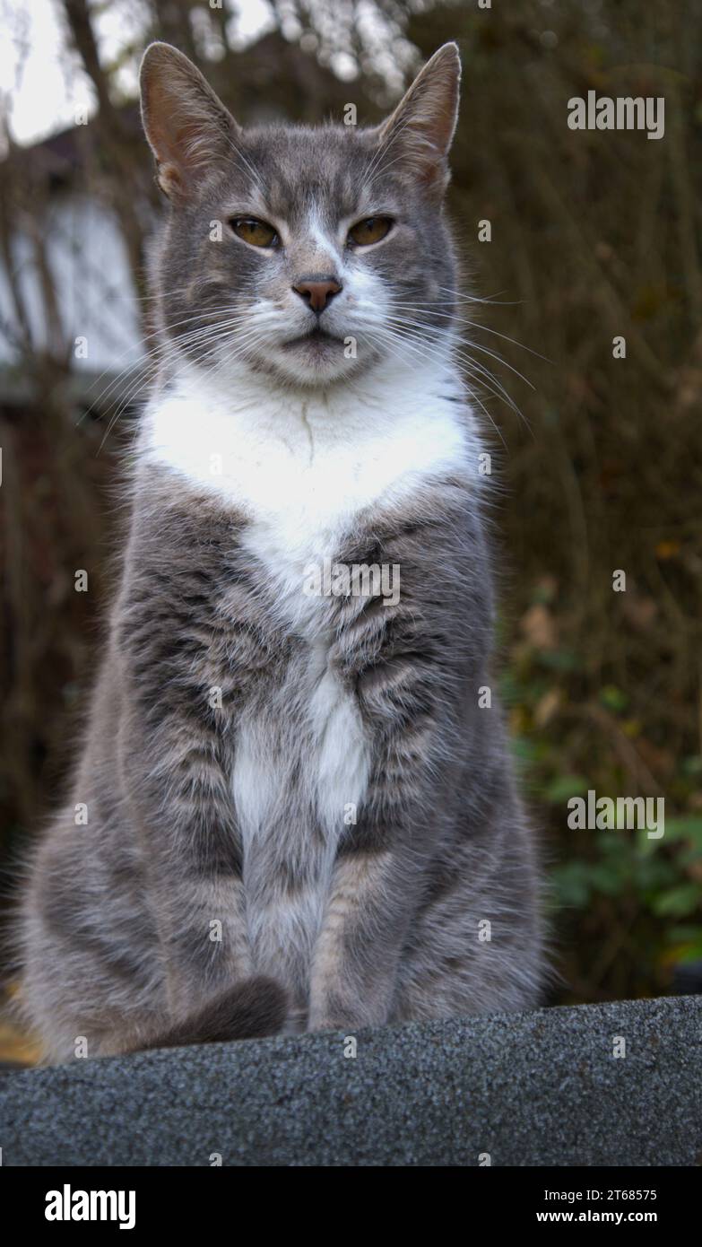 Chat domestique gris et blanc sur le toit de cabanon Banque D'Images