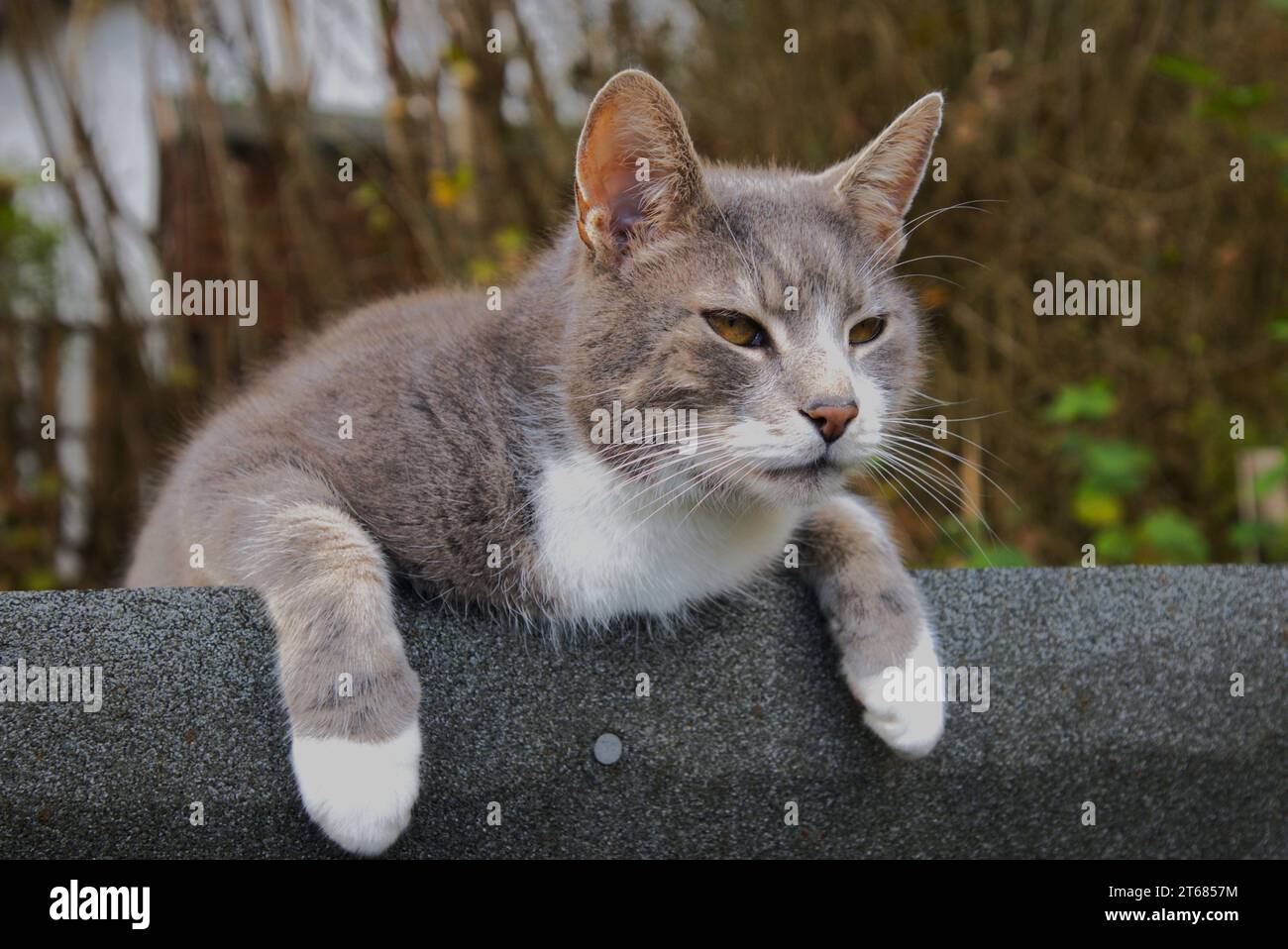 Chat domestique gris et blanc sur le toit de cabanon Banque D'Images
