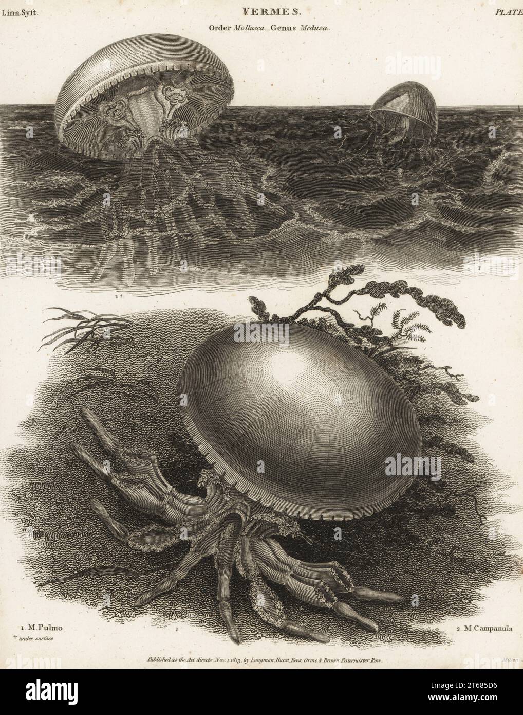 Méduses de tonneau, Rhizostoma pulmo 1, 1* et Catablema vesicarium 2.Medusa pulmo et Medusa campanula.Gravure sur plaque de coperplate de Milton de la Cyclopedia d'Abraham Rees ou du Dictionnaire universel des Arts, des Sciences et de la Littérature, Longman, Hurst, Rees et Orme,Londres, 1813. Banque D'Images