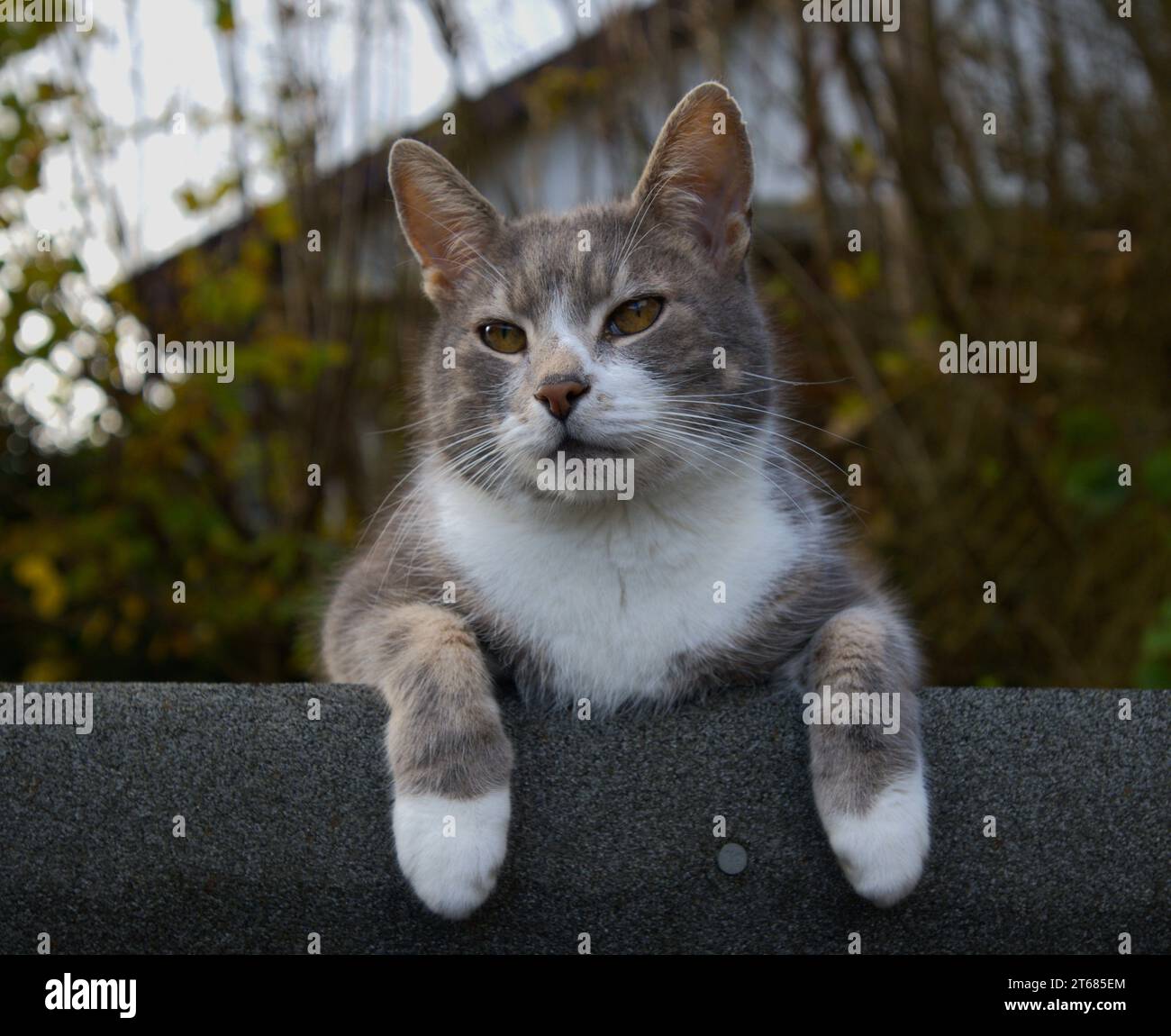 Chat domestique gris et blanc sur le toit de cabanon Banque D'Images