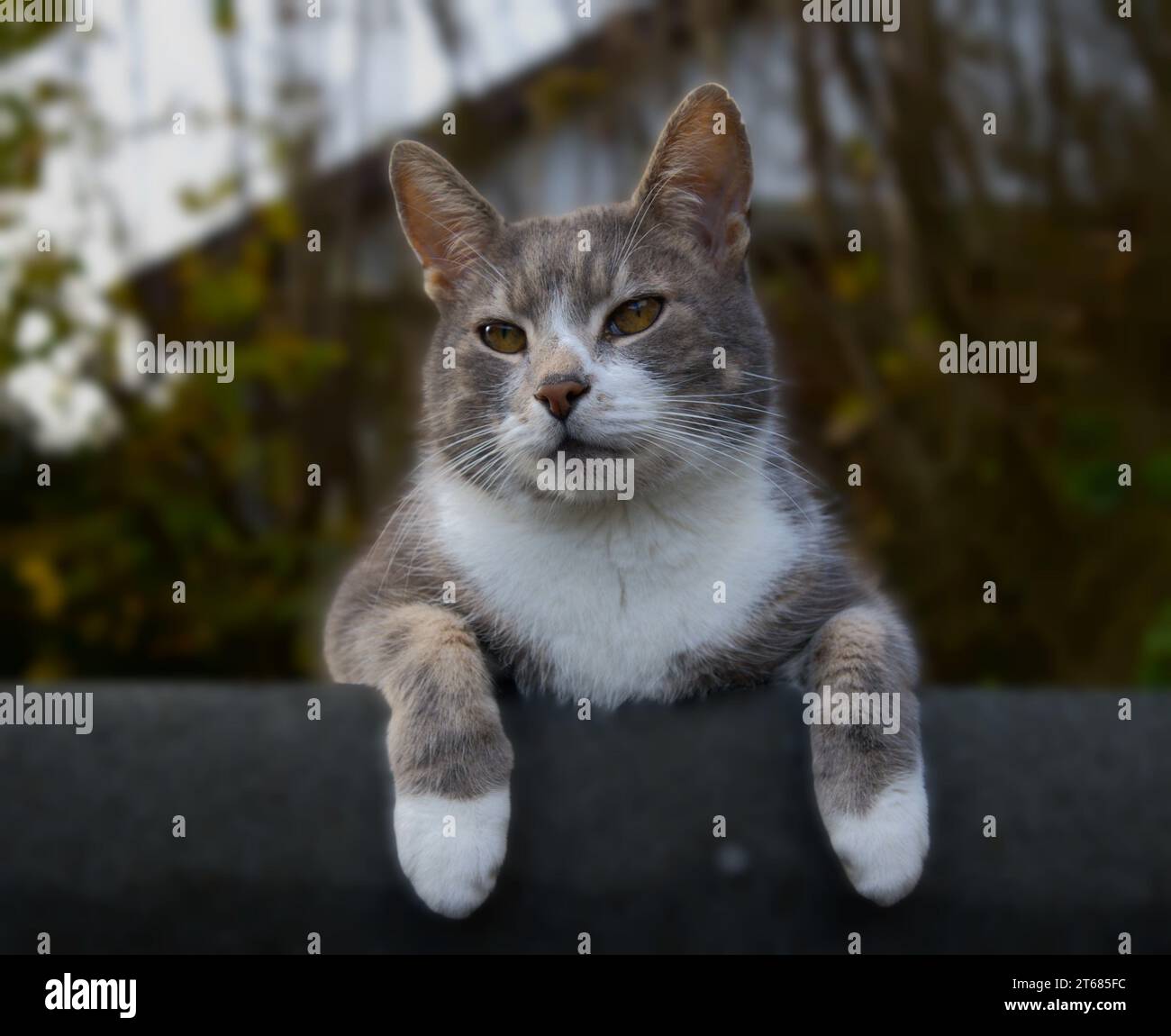 Chat domestique gris et blanc sur le toit de cabanon Banque D'Images