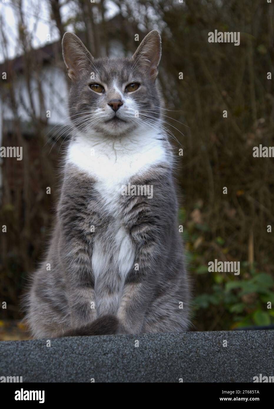 Chat domestique gris et blanc sur le toit de cabanon Banque D'Images