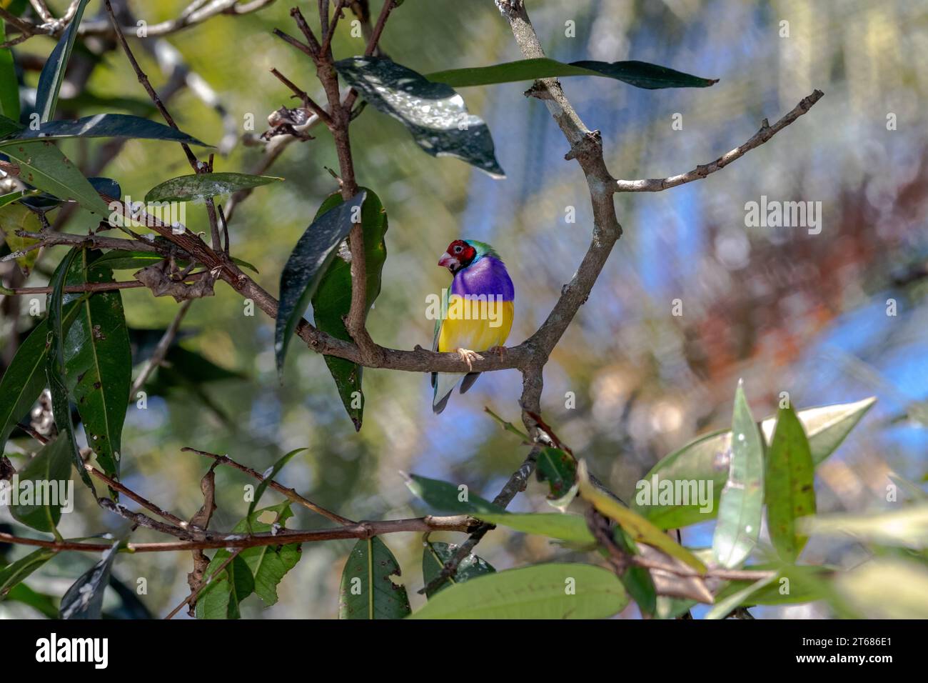 Le finch Gouldian (Chloebia gouldiae), également connu sous le nom de Lady Gouldian finch, finch de Gould ou le finch arc-en-ciel, est un oiseau passserine coloré qui Banque D'Images