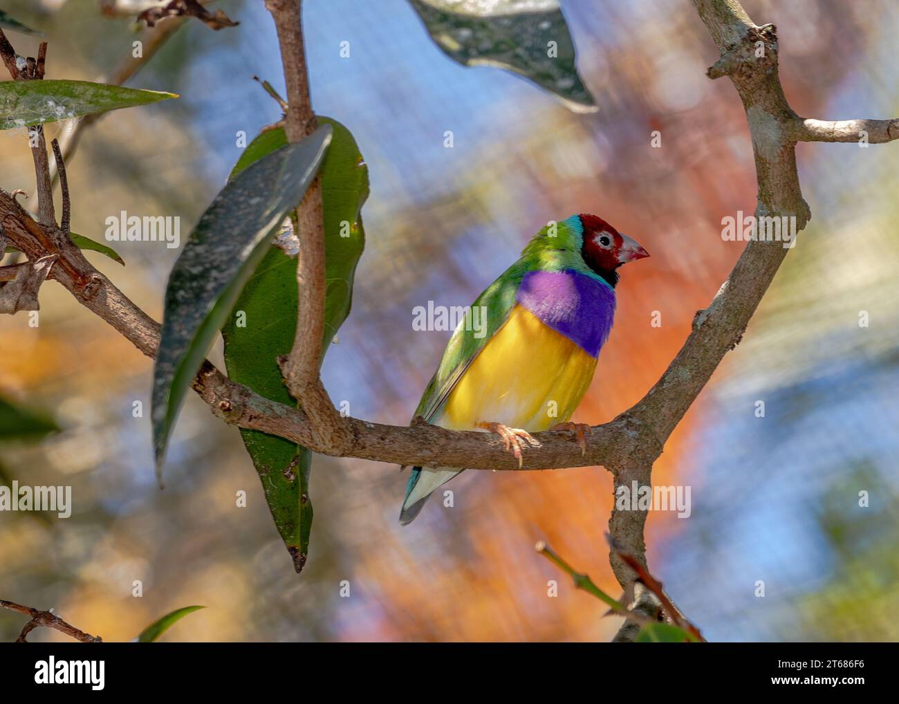 Le finch Gouldian (Chloebia gouldiae), également connu sous le nom de Lady Gouldian finch, finch de Gould ou le finch arc-en-ciel, est un oiseau passserine coloré qui Banque D'Images