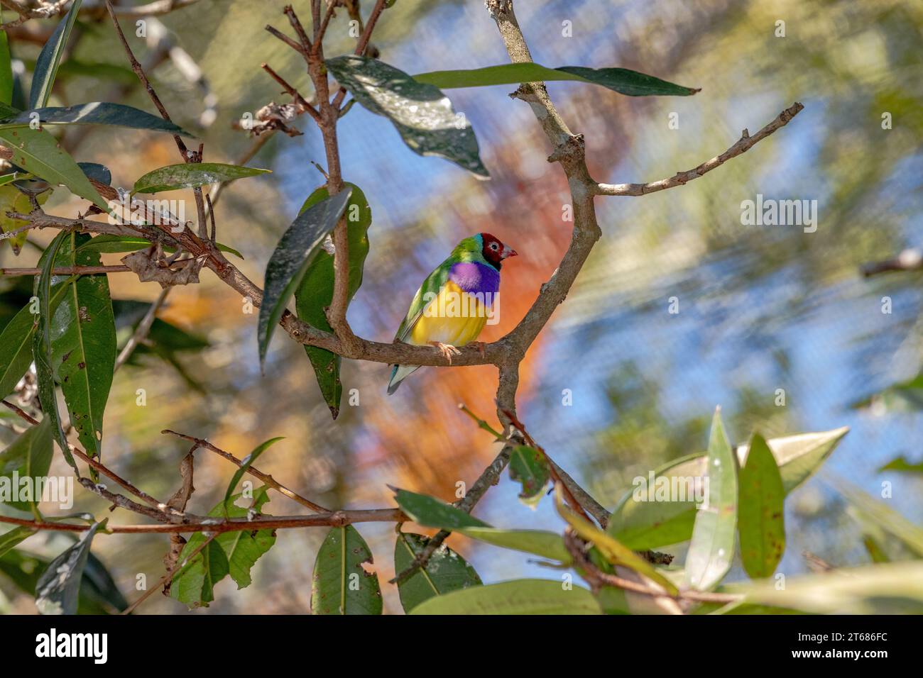 Le finch Gouldian (Chloebia gouldiae), également connu sous le nom de Lady Gouldian finch, finch de Gould ou le finch arc-en-ciel, est un oiseau passserine coloré qui Banque D'Images