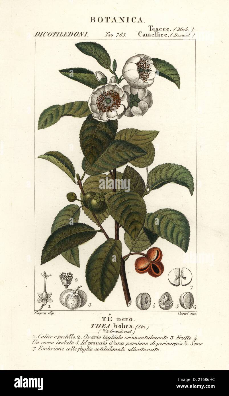 Plante de thé, Camellia sinensis. Thea bohea, te nero. Gravure en copperplate aux couleurs vives du Dizionario delle Scienze Naturali d'Antoine Laurent de Jussieu, Dictionnaire des sciences naturelles, Florence, Italie, 1837. Illustration gravée par Corsi, dessinée et dirigée par Pierre Jean-François Turpin, et publiée par Batelli e Figli. Turpin (1775-1840) est considéré comme l'un des plus grands illustrateurs botaniques français du XIXe siècle. Banque D'Images